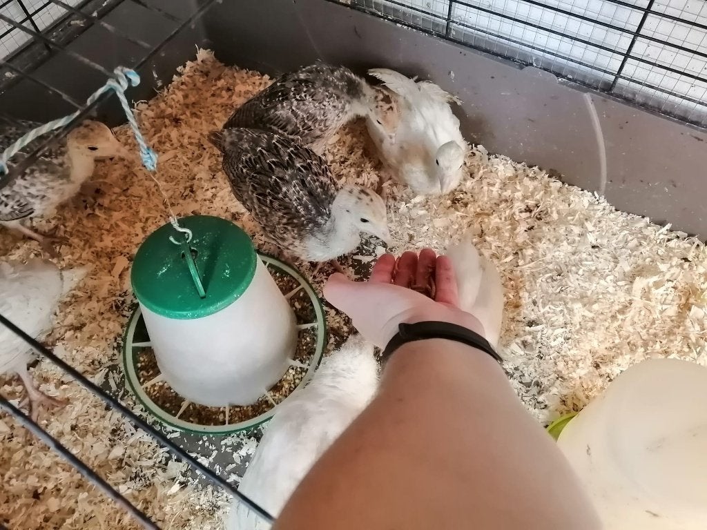 kalkoen kuikens, Dieren en Toebehoren, Pluimvee, Geslacht onbekend, Kalkoen