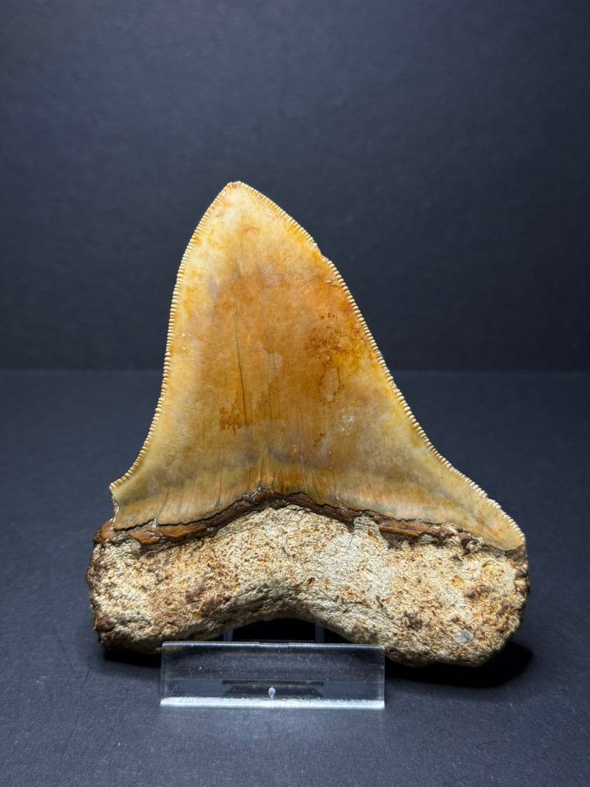 Megalodon haaientand Indonesie 10 cm, Ophalen of Verzenden, Fossiel