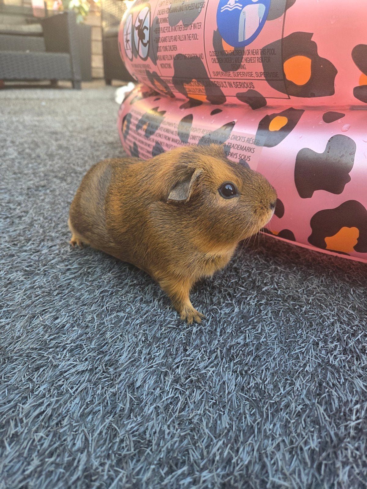 Cavia met kooi en toebehoren, Dieren en Toebehoren, Knaagdieren, Cavia, Februari, Mannelijk, Tam