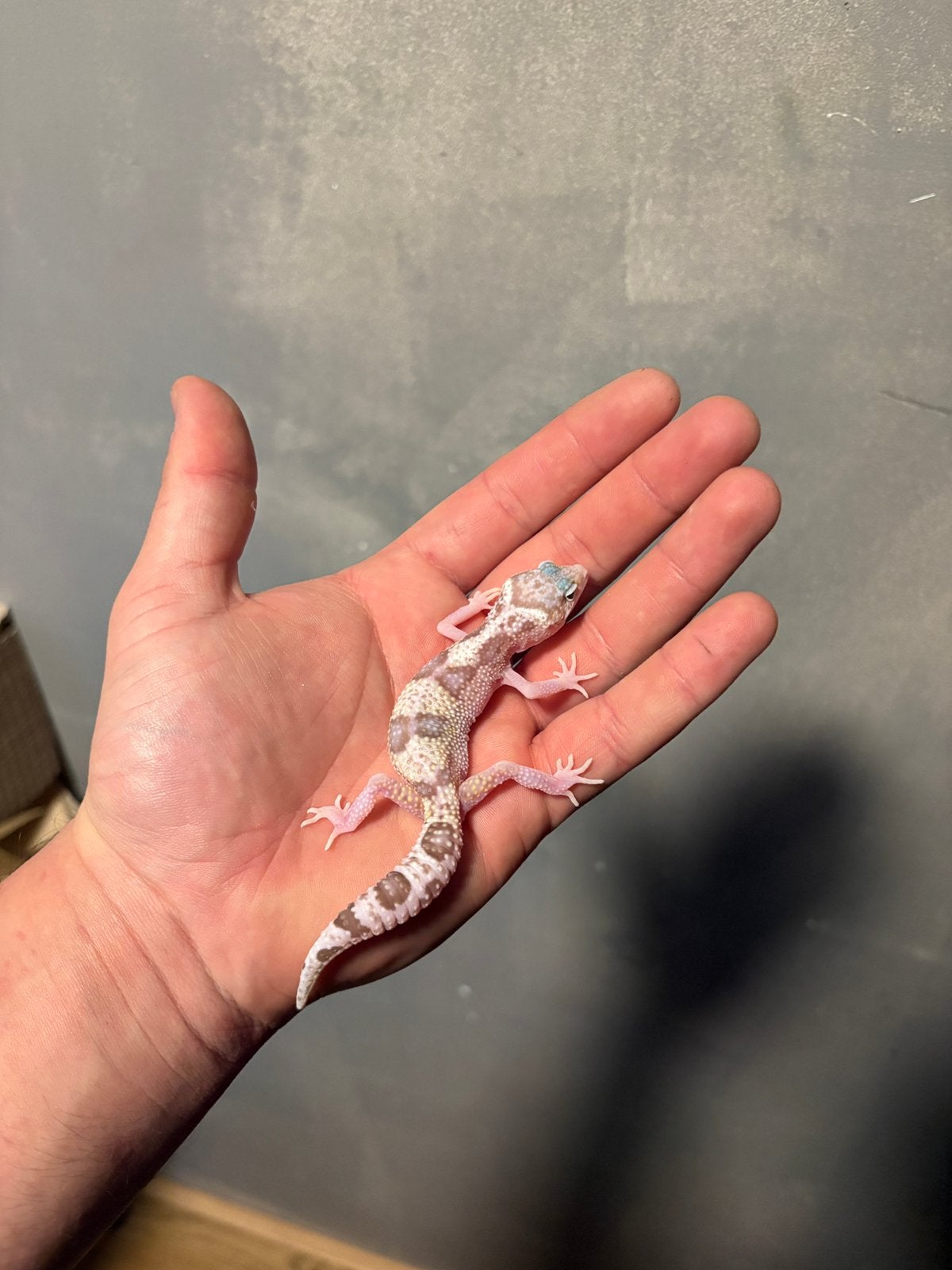 0.1 macksnow raptor luipaardgekko, Dieren en Toebehoren, Hagedis, 0 tot 2 jaar