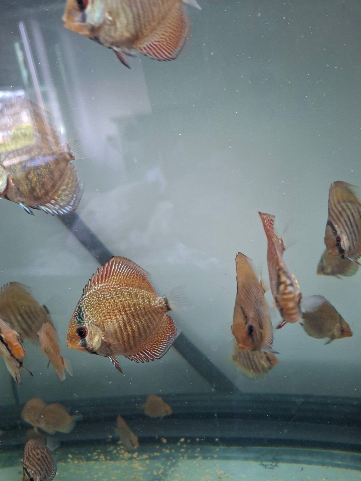discus vis  , discusvissen 6 stuks ., Dieren en Toebehoren, Vis
