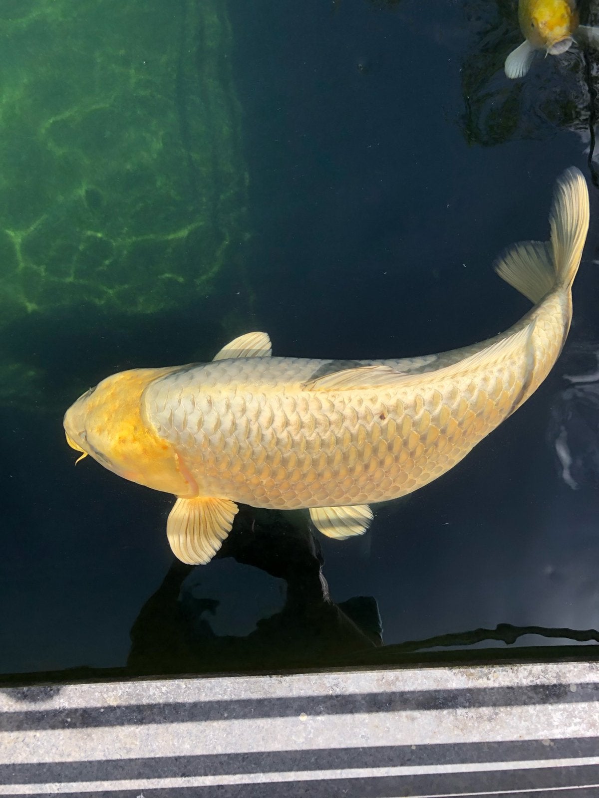 Japanse Koi Matsuba 79 cm, Dieren en Toebehoren, Karper of Koi