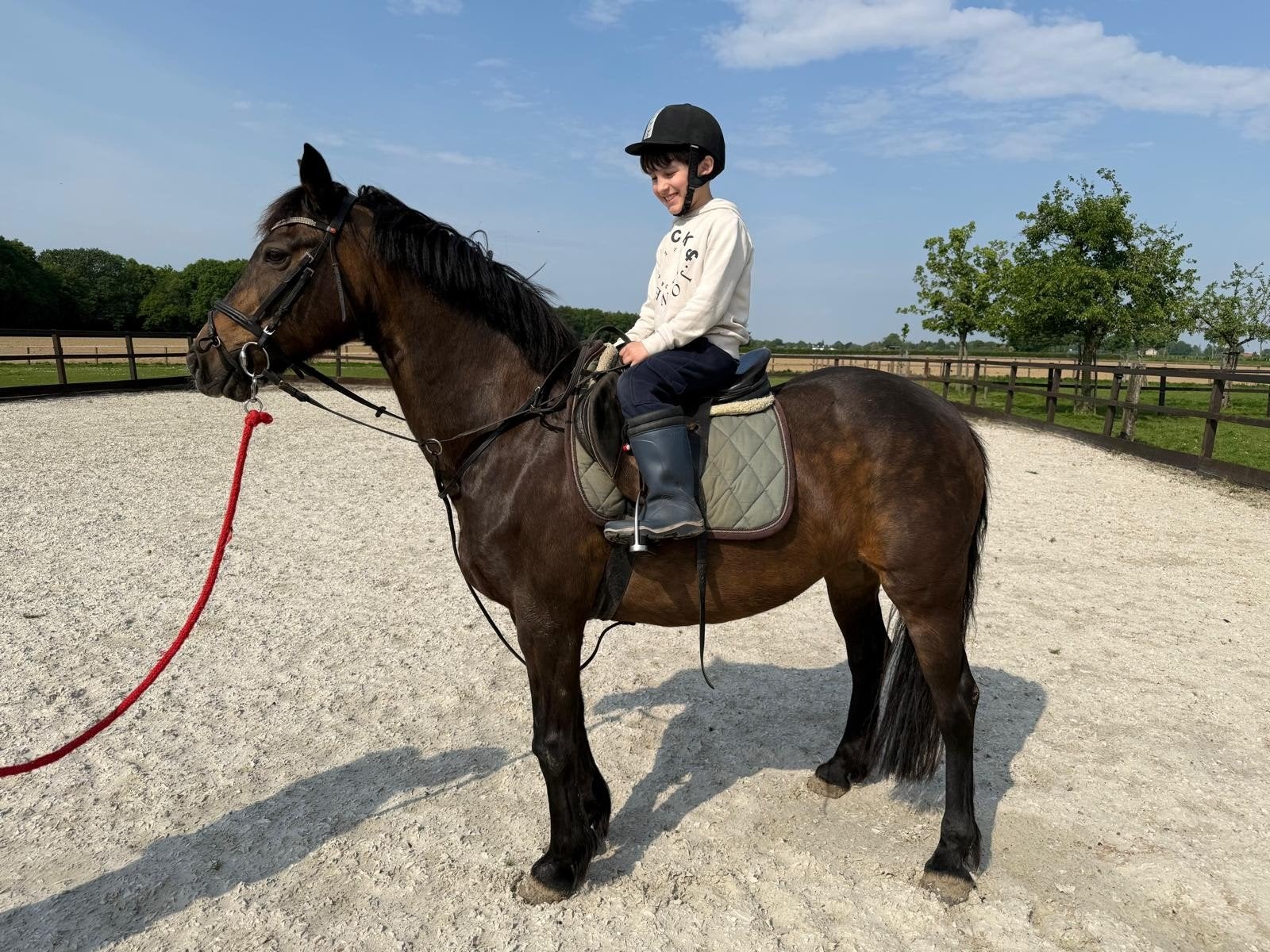 Recreatie pony te koop, Merrie, Niet van toepassing, Gechipt, 11 jaar of ouder