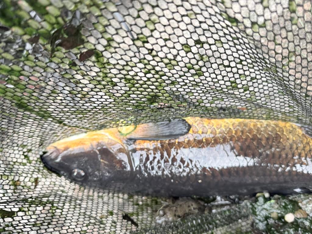 Koi karper 40-45cm, Karper of Koi