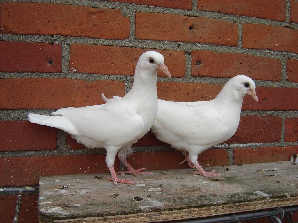 Witte..Sierduifjes '', Dieren en Toebehoren, Vogels | Duiven, Meerdere dieren, Overige soorten