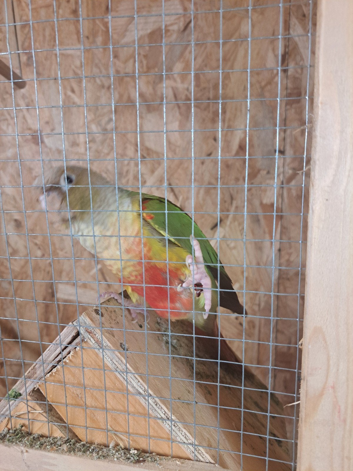 koppel pyrrhura, Meerdere dieren, Parkiet