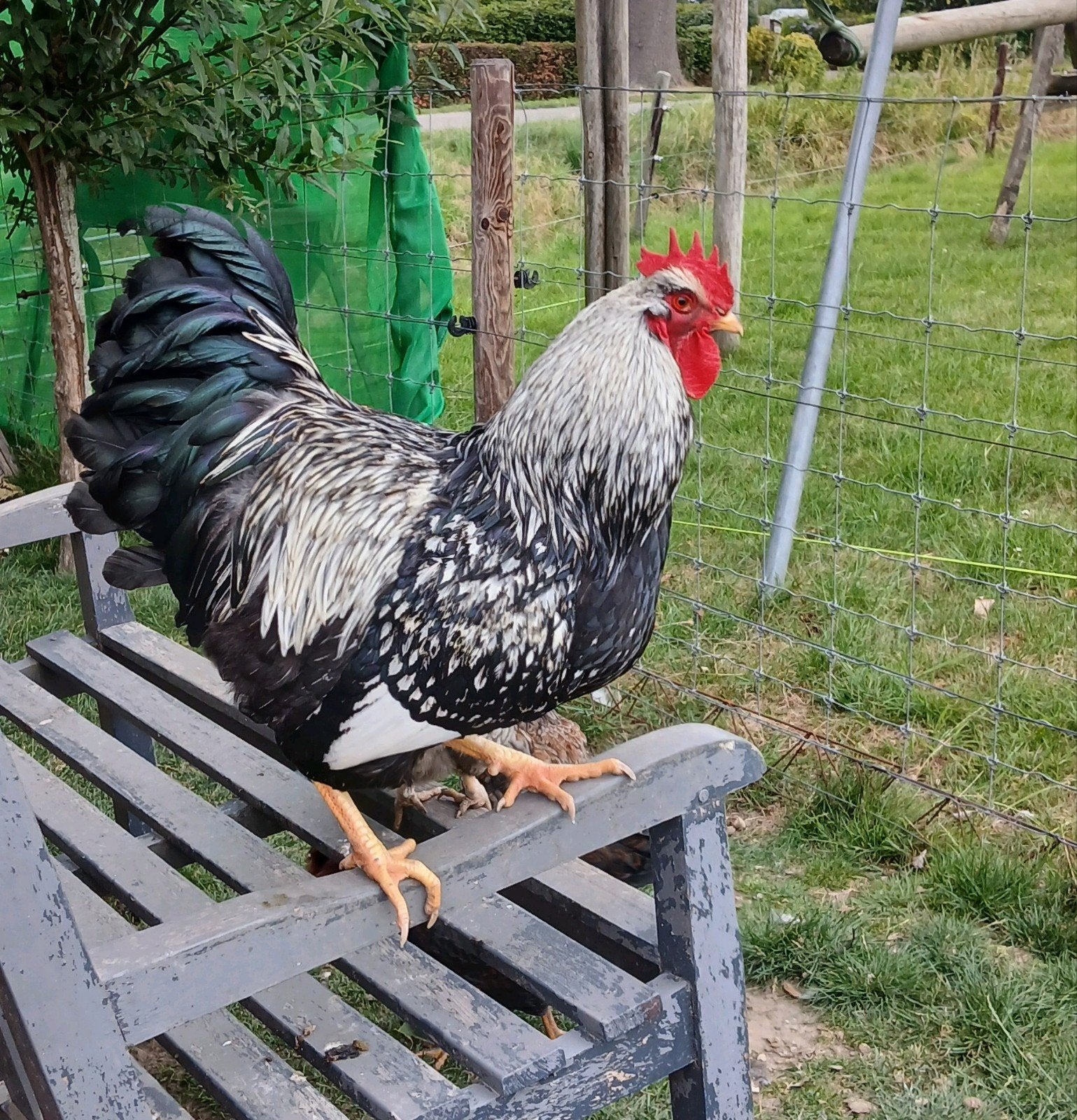 Dubbel gezoomde Barnevelders groot soort div kleurslagen, Dieren en Toebehoren, Pluimvee, Meerdere dieren, Kip