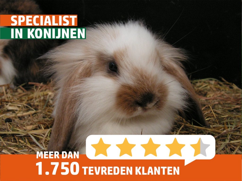 Gecastreerde rammen | Dwergkonijnen | Gezonde konijnen, Dieren en Toebehoren, Konijnen, Mannelijk, Dwerg, 0 tot 2 jaar