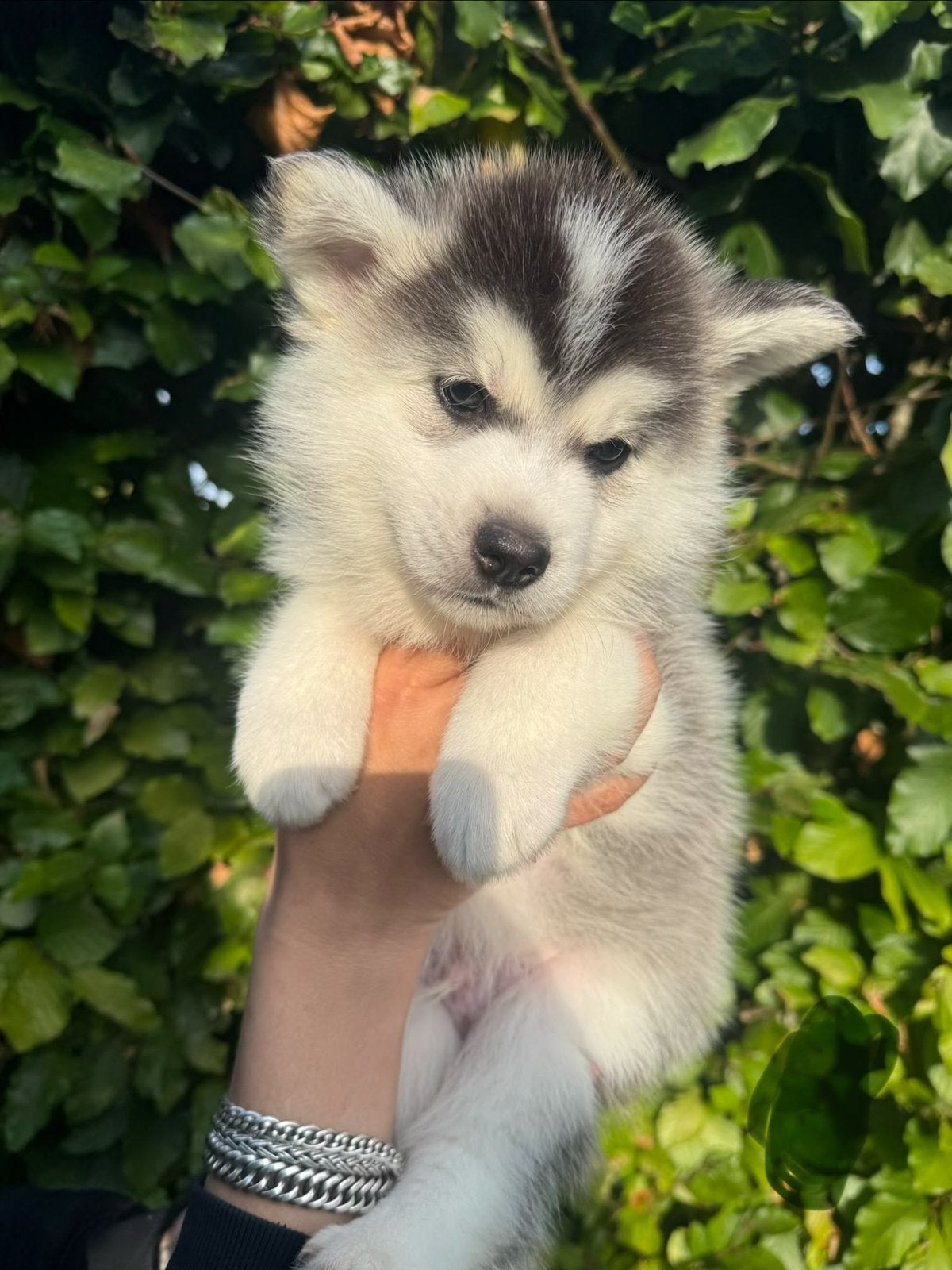 Pomsky pups, Poolhond, Meerdere, Meerdere dieren, Nederland