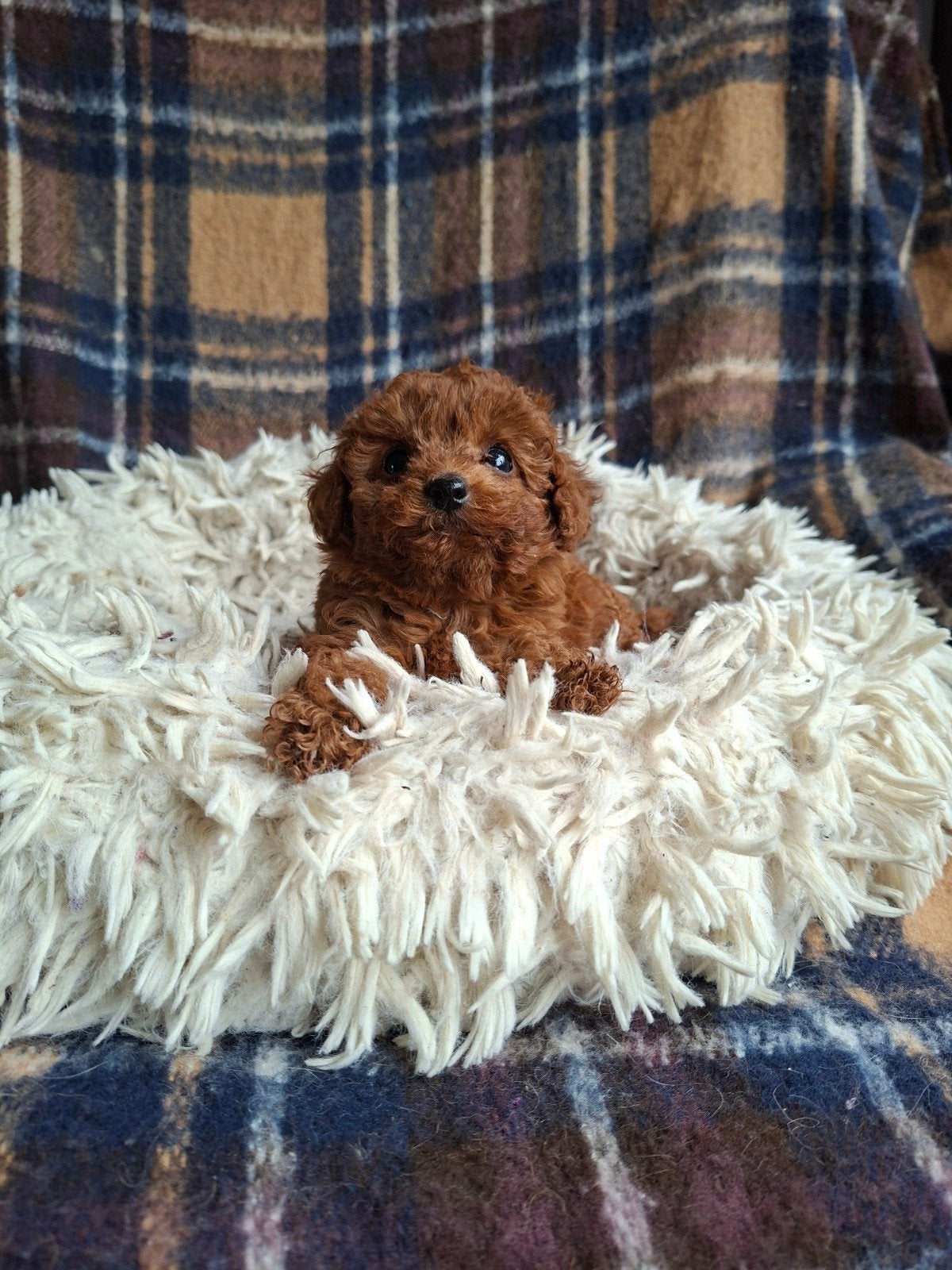 Toypoedel pups, Dieren en Toebehoren, Poedel, 8 tot 15 weken, Meerdere, Meerdere dieren