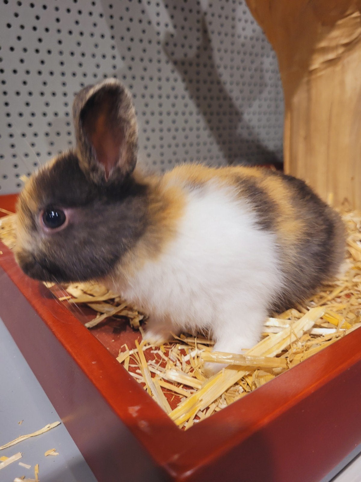 Konijntjes super lief en super tam., Dieren en Toebehoren, Meerdere dieren, Dwerg