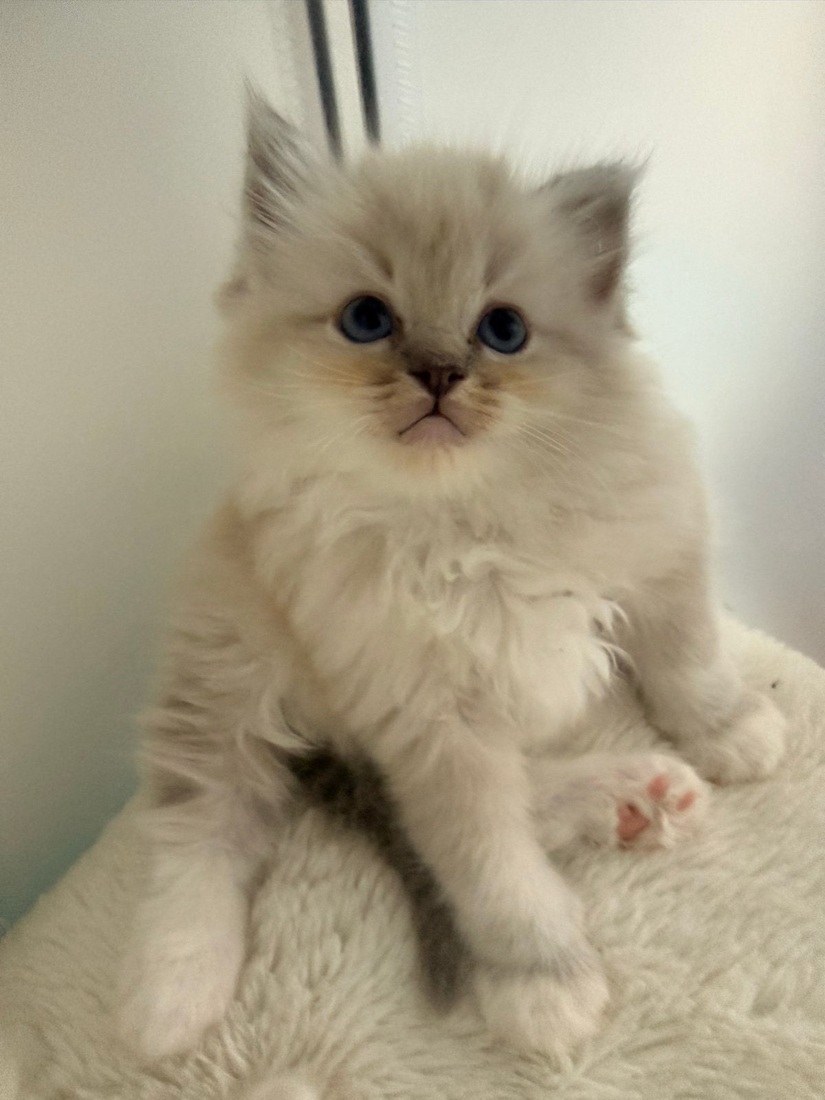 Raszuivere Ragdoll Kittens, Meerdere dieren, Langharig, 0 tot 2 jaar
