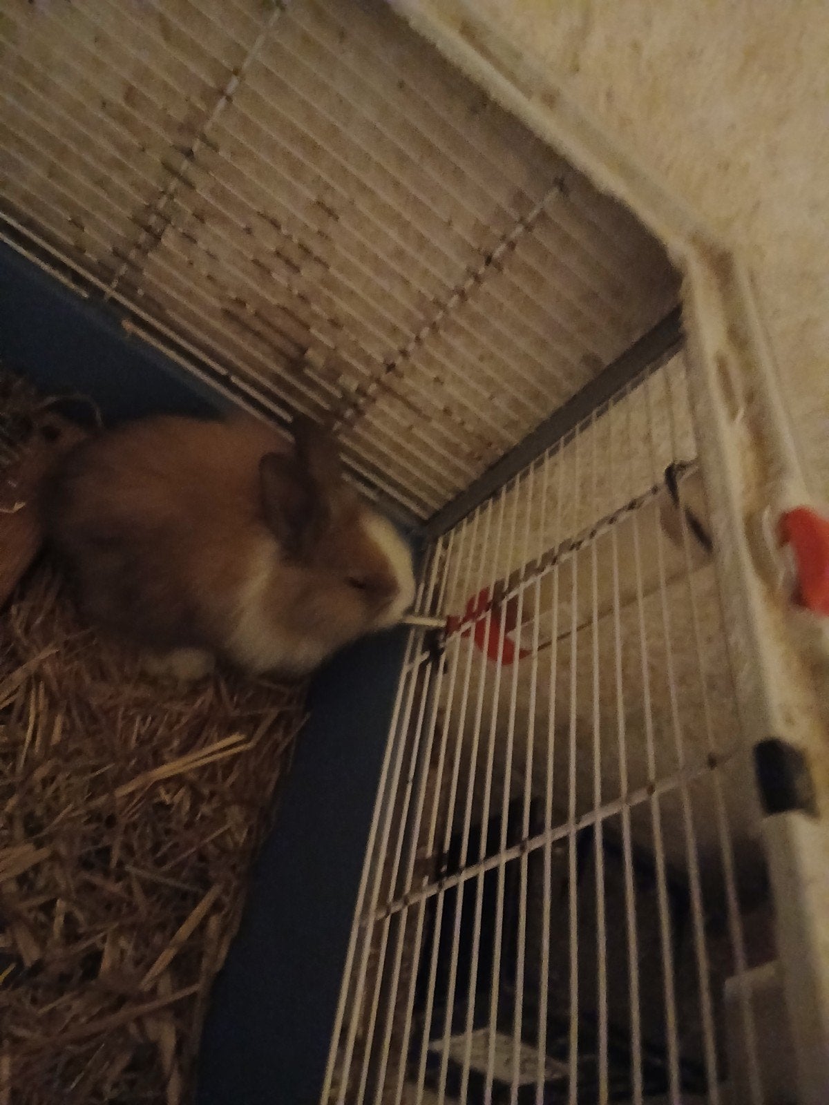 Konijnen 6 weken oud, April, Meerdere dieren, Overige typen, Tam