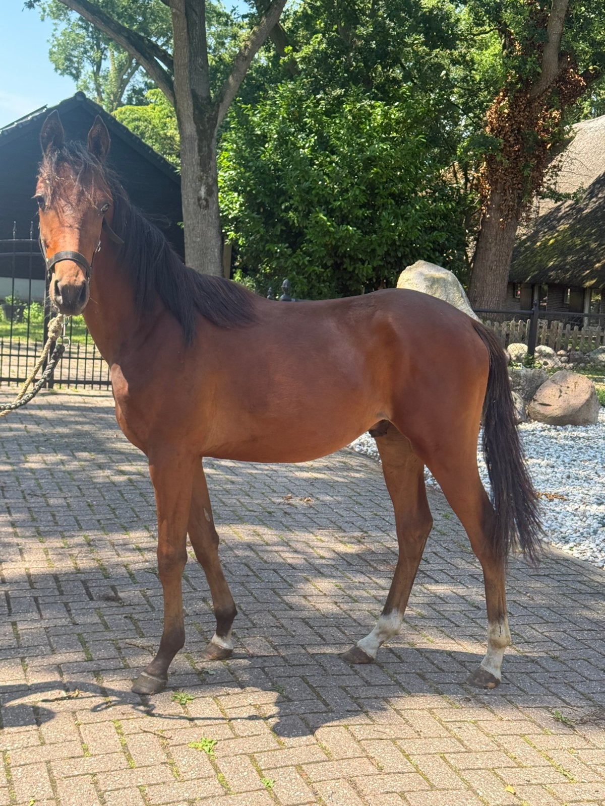 Welsh jaarling met papier!, Dieren en Toebehoren, Pony's, Hengst, 0 tot 2 jaar