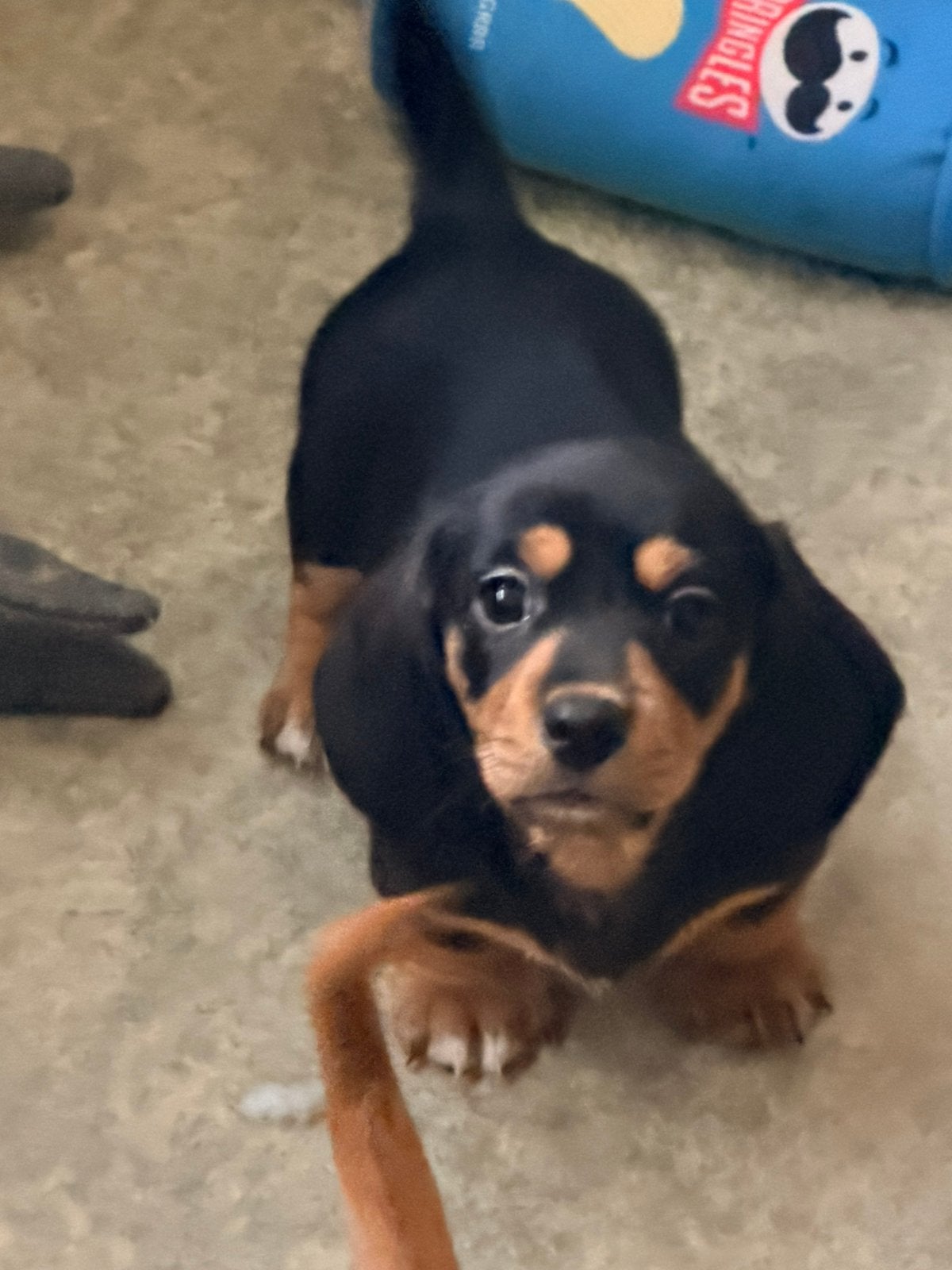 Teckel pups kanichen/dwerg mogen verhuizen, Parvo, 8 tot 15 weken, Korthaar, Dwerg
