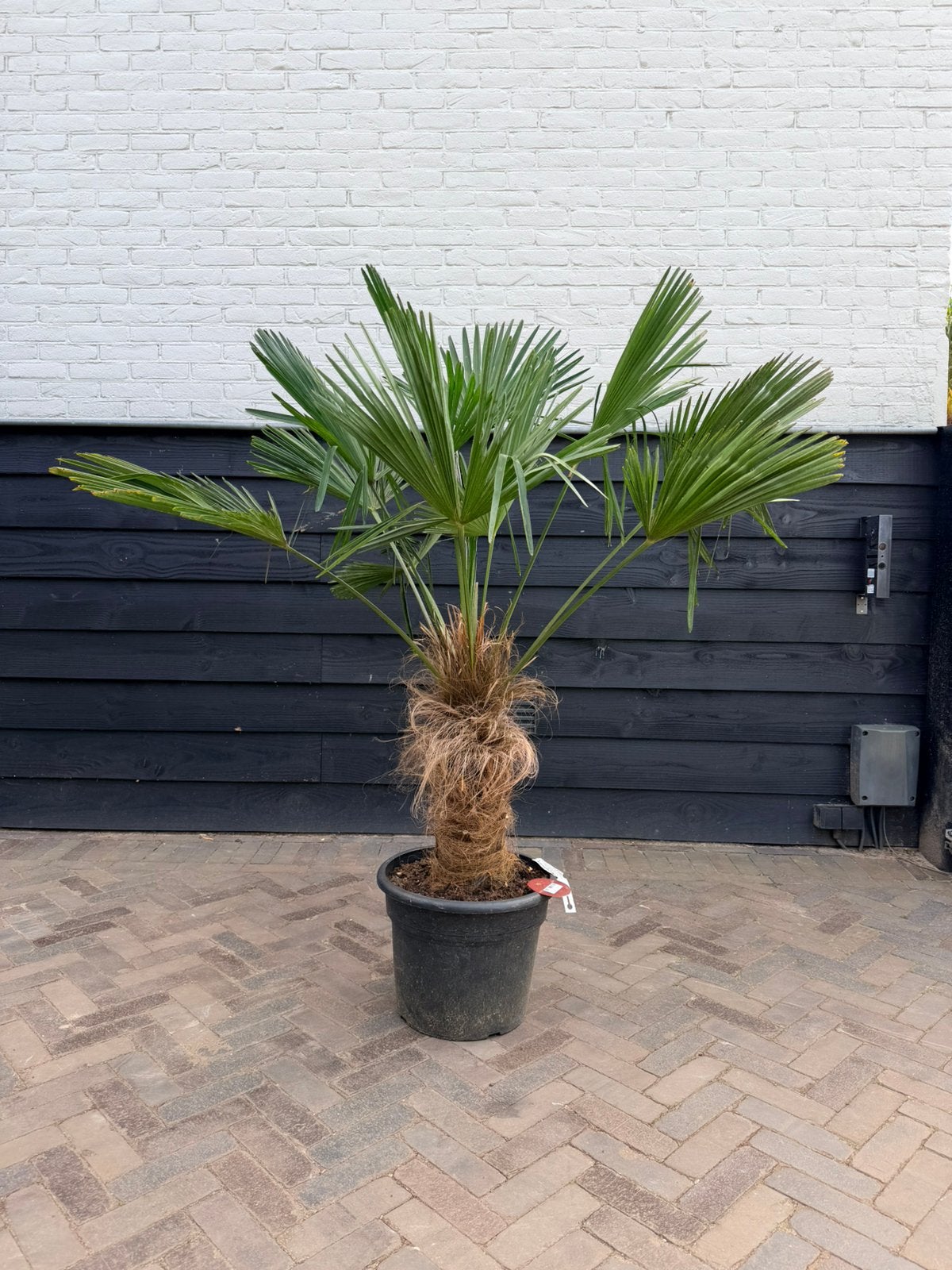 Trachycarpus wagnerianus palmbomen 40/50 cm stamhoogte, Volle zon, Ophalen of Verzenden, 100 tot 250 cm, Zomer