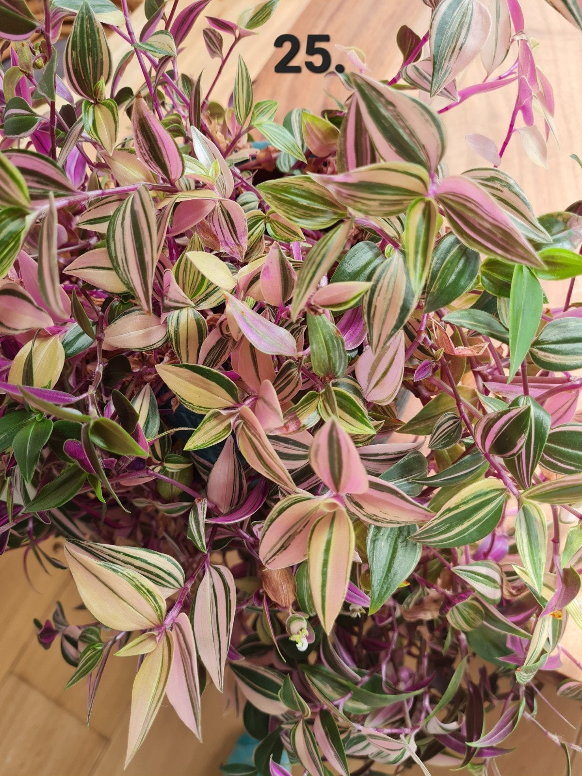 Prachtige tradescantia quadricolor, zeldzame kamerplant, Huis en Inrichting, Kamerplanten, Ophalen of Verzenden, Halfschaduw, Minder dan 100 cm