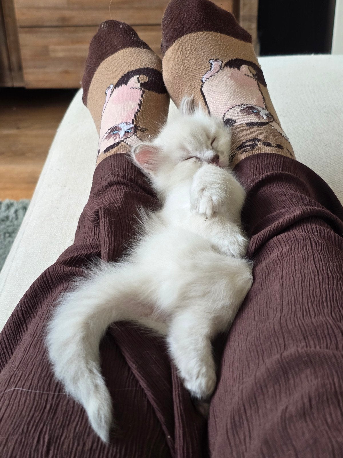 Raszuivere Ragdoll kittens, Ontwormd