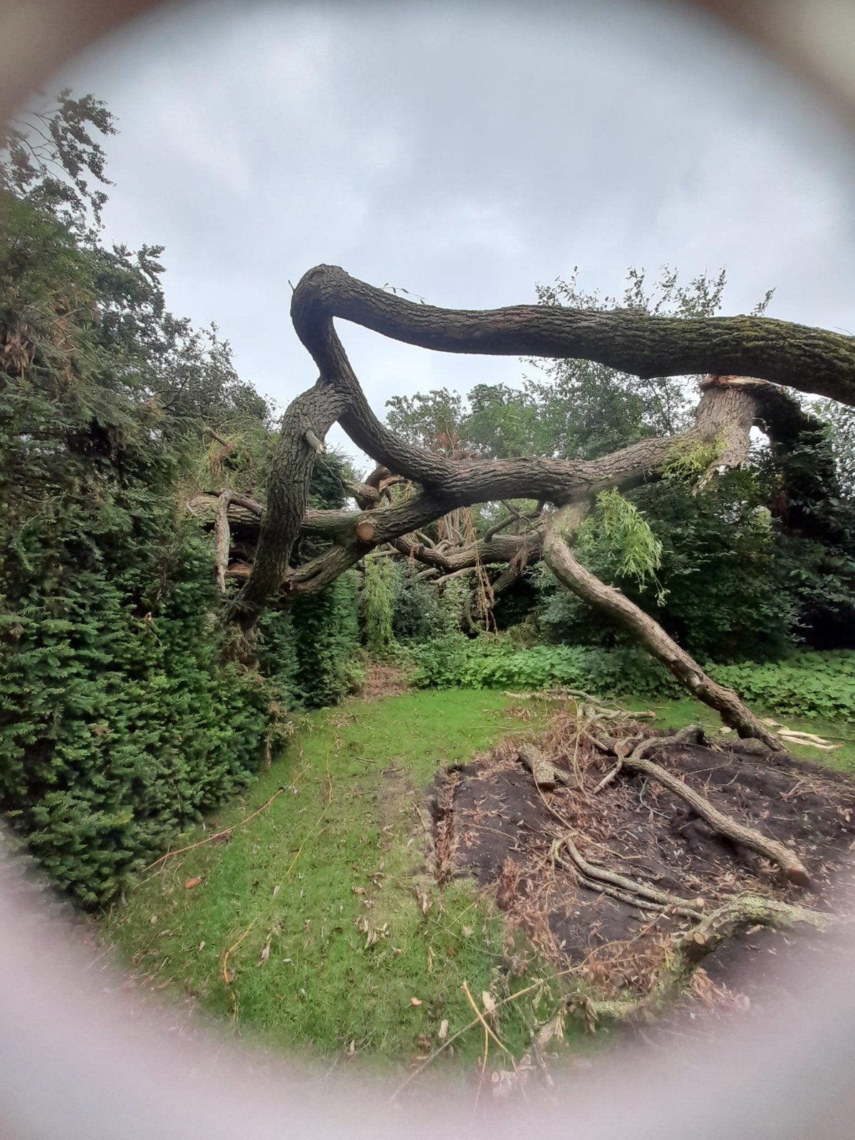 Gratis hout, Tuin en Terras, Haardhout, 6 m³ of meer, Ophalen of Verzenden, Overige houtsoorten, Stammen