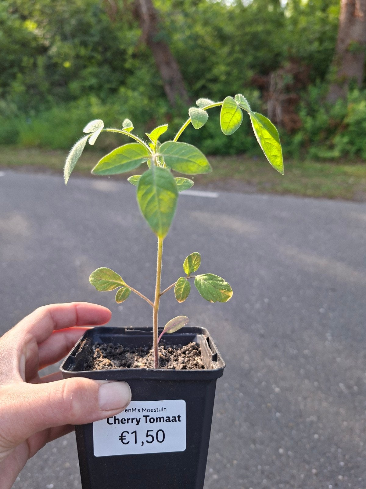 Cherry tomaat plantjes te koop - Vreeweg 43 tLoo Oldebroek, Ophalen, Eenjarig, Groenteplanten, Volle zon