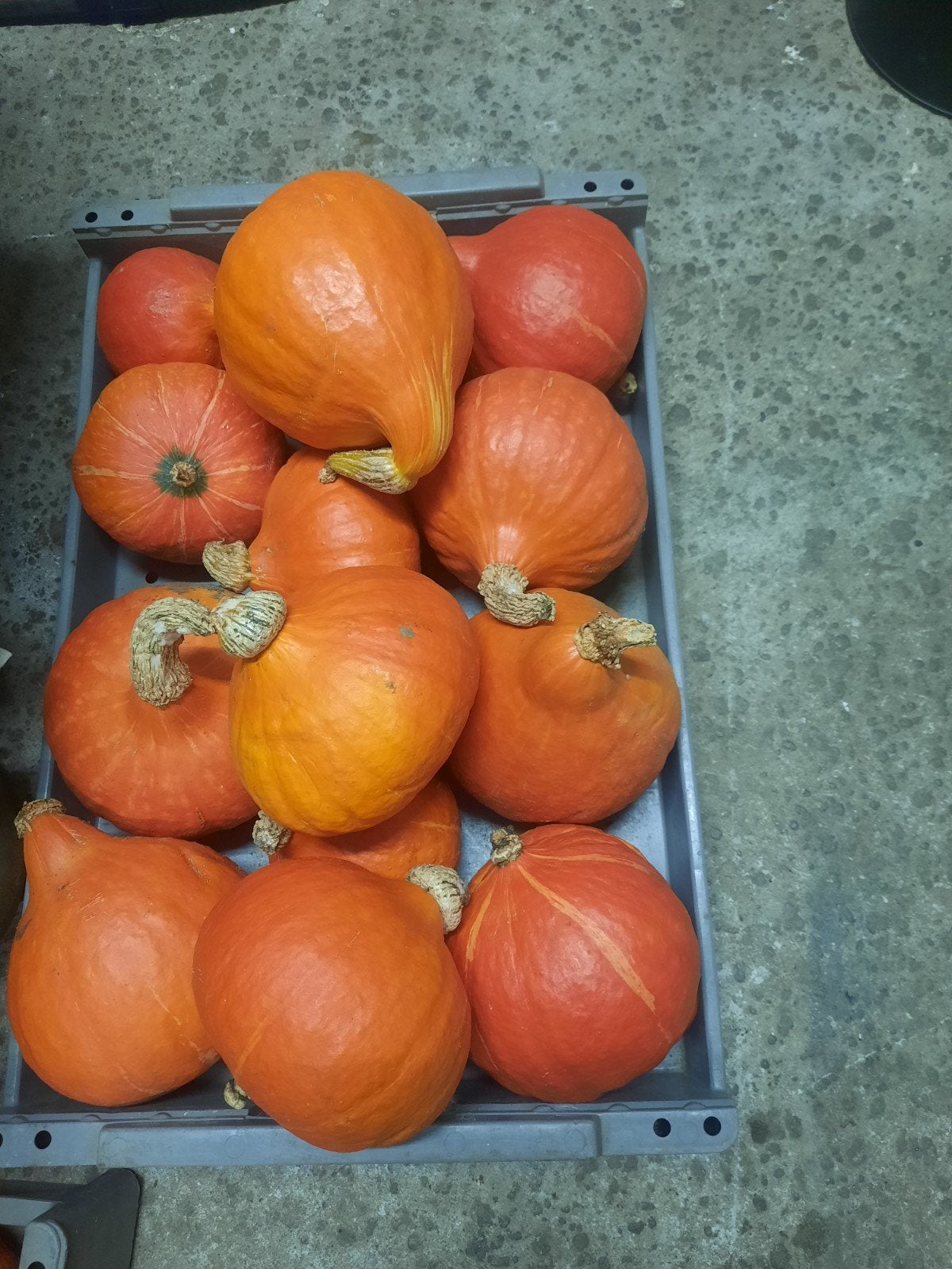 Verse Hokkaido pompoenen -om te eten of voor decoratie, Ophalen, Oranje, Natuurlijk materiaal, Landelijk