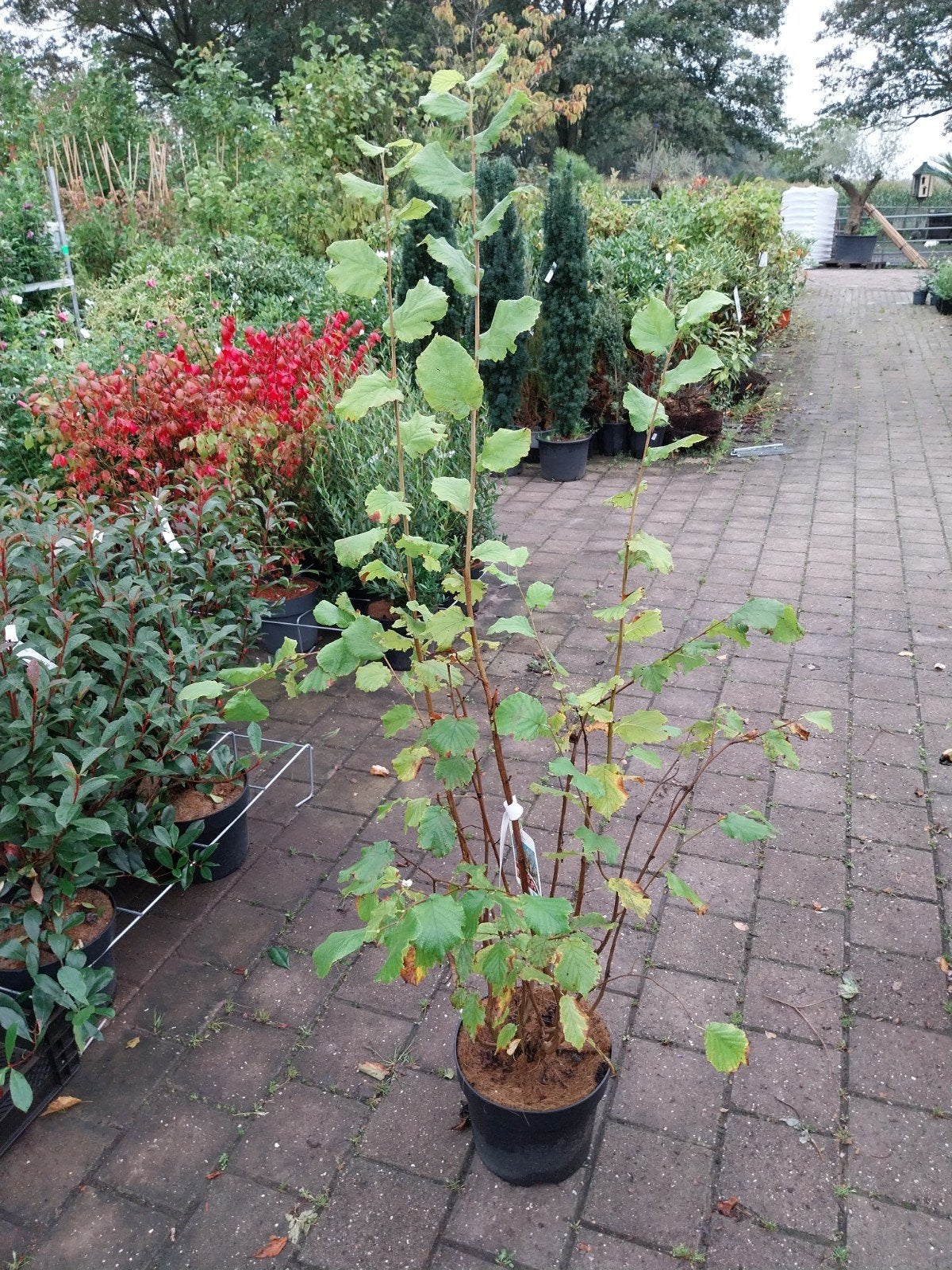 Corylus Avellana Struiken 125-150 cm, Tuin en Terras, Volle zon, Vaste plant, Lente, Ophalen
