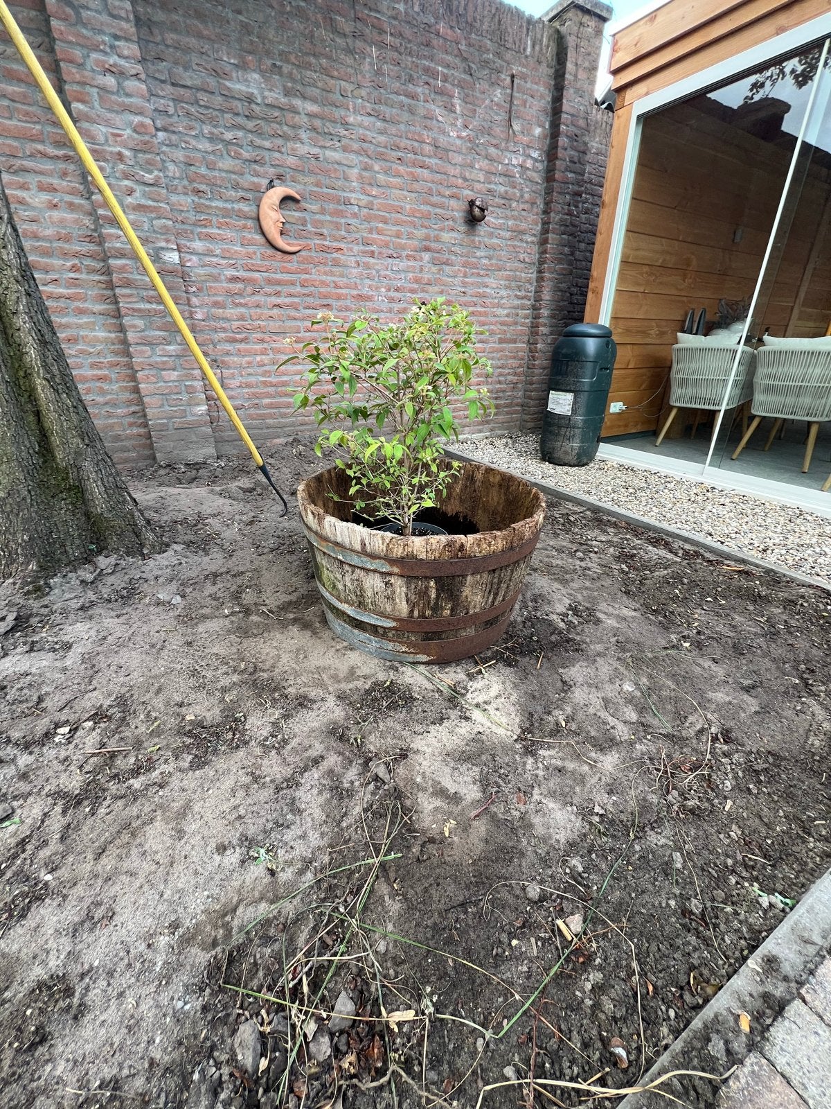 Houten wijnvat  / bloempot Viburnum 'Watanabe' - Sneeuwbal, Vaste plant, Halfschaduw, Lente, Ophalen