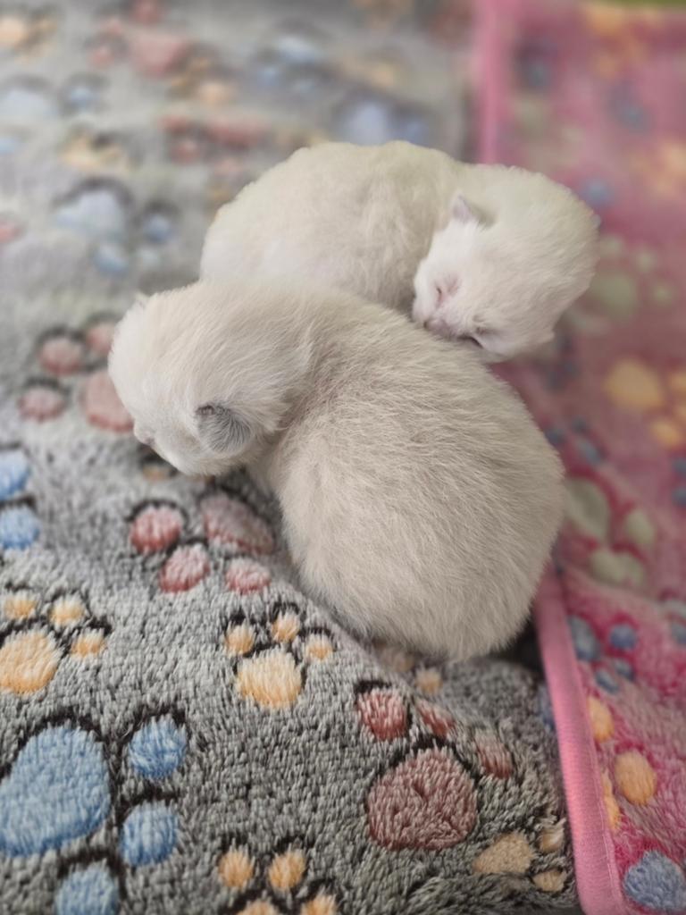 Siberische kittens Neva Masquerade HYPOALLERGIESCHE, Dieren en Toebehoren, Meerdere dieren, Gechipt, 0 tot 2 jaar