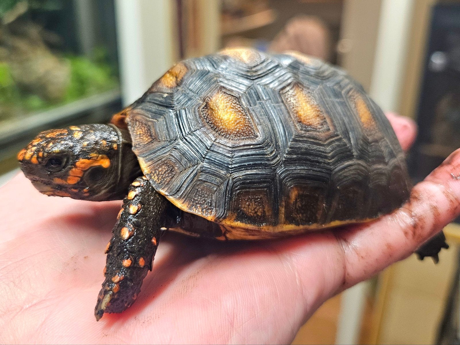 Kolenbranderschildpad – Chelonoidis carbonarius – nk 2025