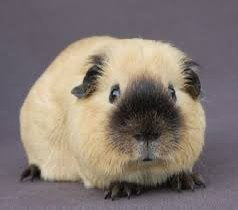 GEZOCHT: gladhaar zeugje california en teddy’s, Dieren en Toebehoren, Juli, Meerdere dieren, Cavia