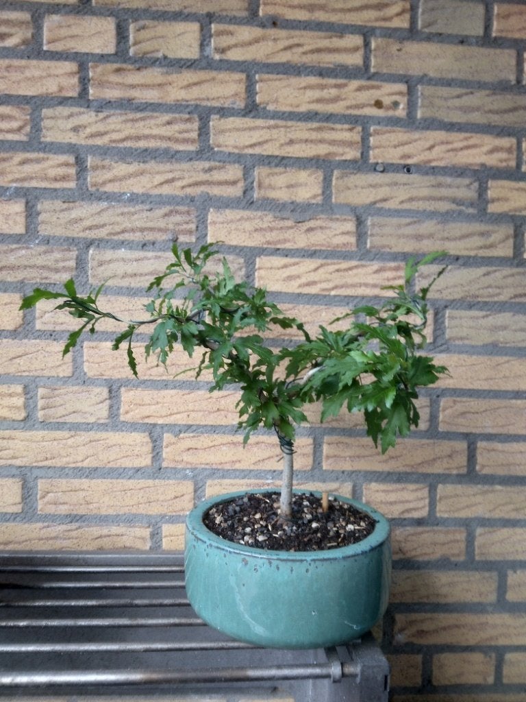 Bonsai, Overige soorten, Minder dan 100 cm, Zomer, Ophalen