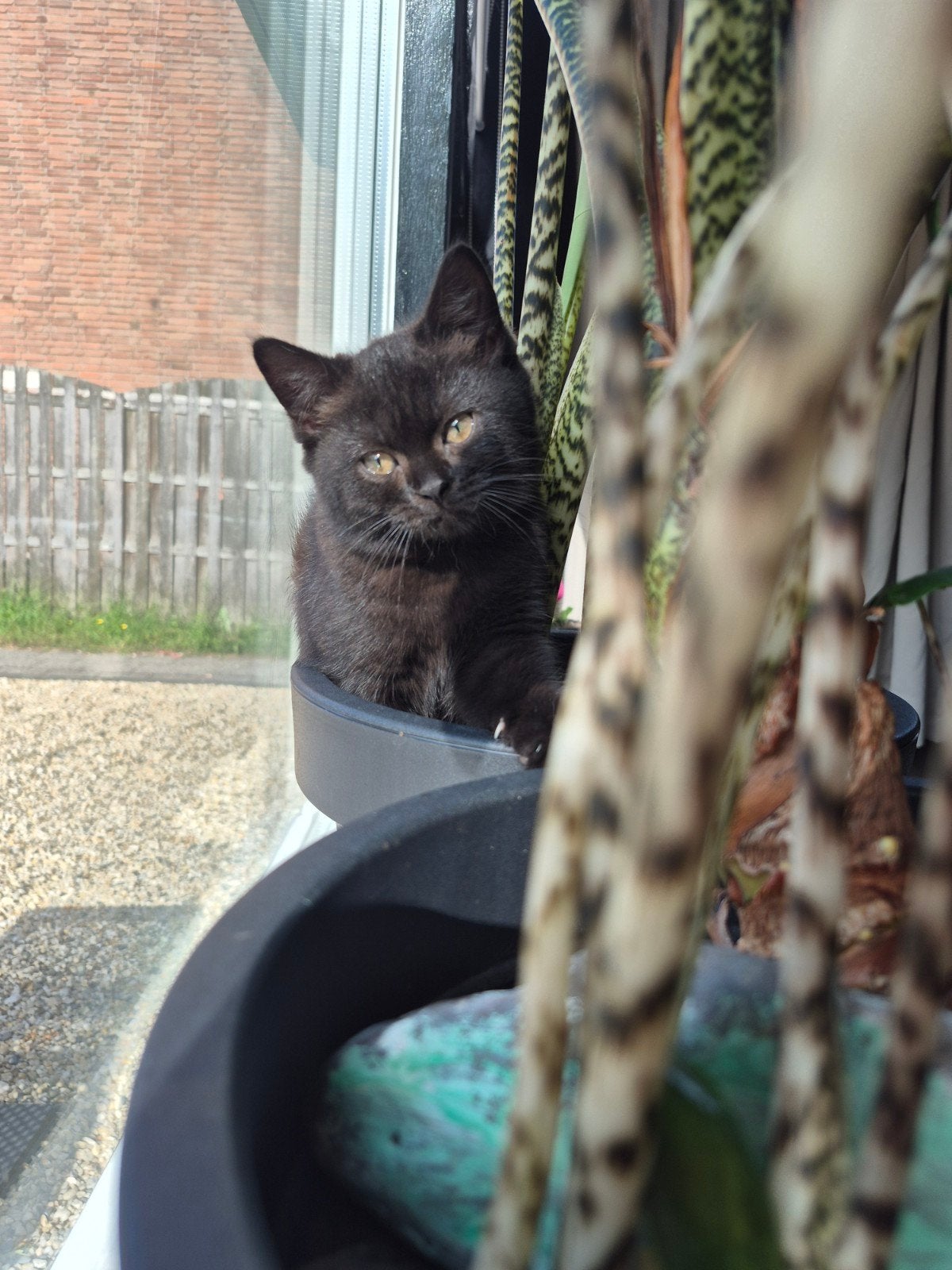 britsekorthaar chocolade bruin kittens, Meerdere dieren