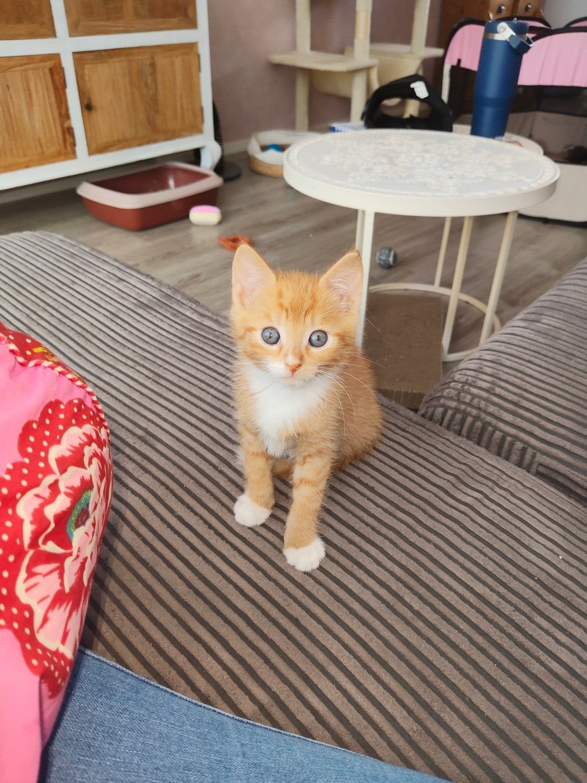 Rode kittens jongen en meisje, Dieren en Toebehoren, Katten en Kittens | Raskatten | Korthaar, Meerdere dieren, Ontwormd