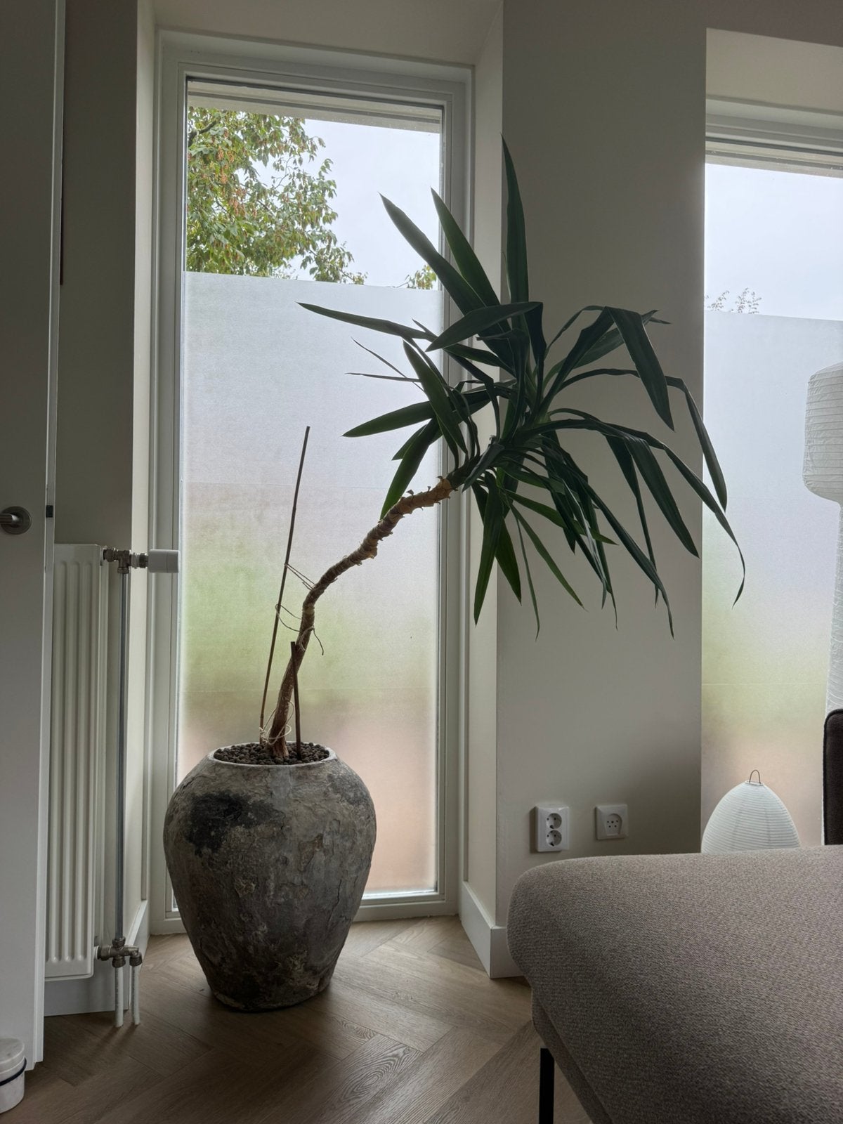 Prachtige oude Yucca Elephantipes | Karakteristieke stam, Huis en Inrichting, Kamerplanten, Ophalen, Yucca, Volle zon