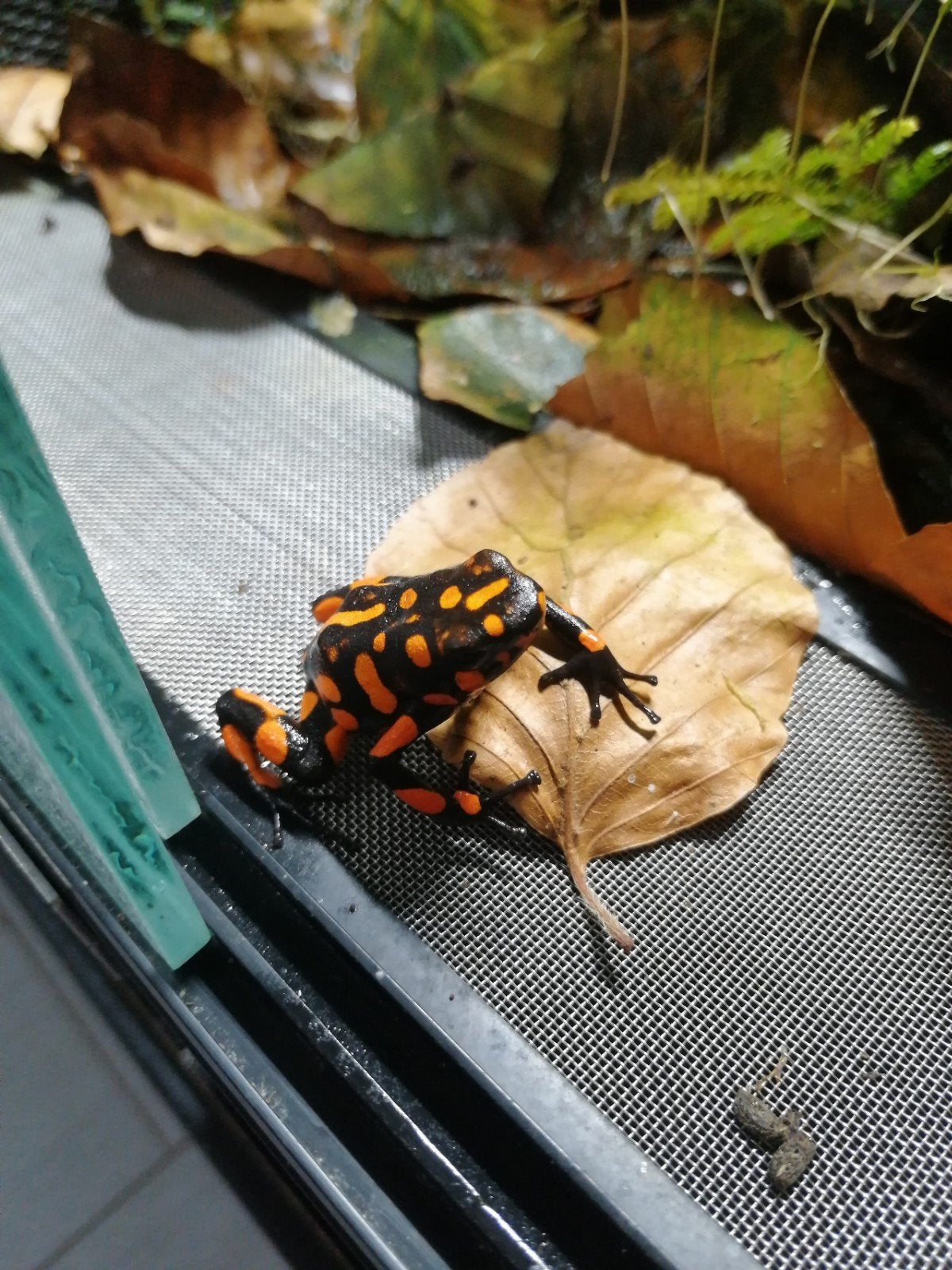 gifkikkers Frog photo 4