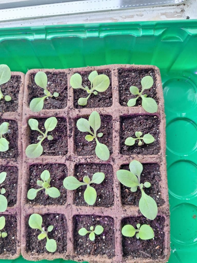 12x hangpetunia, ruilen, Ophalen
