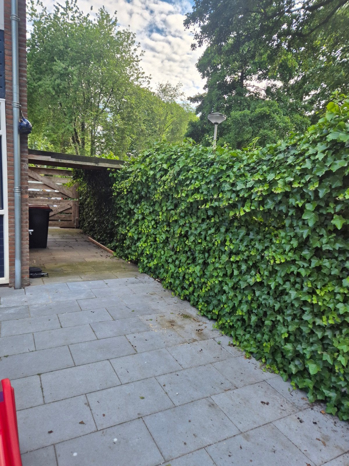 Klimop (Hedera helix) - Groene Afscheiding schutting, Ophalen of Verzenden, Bloeit niet, Klimplanten, Halfschaduw