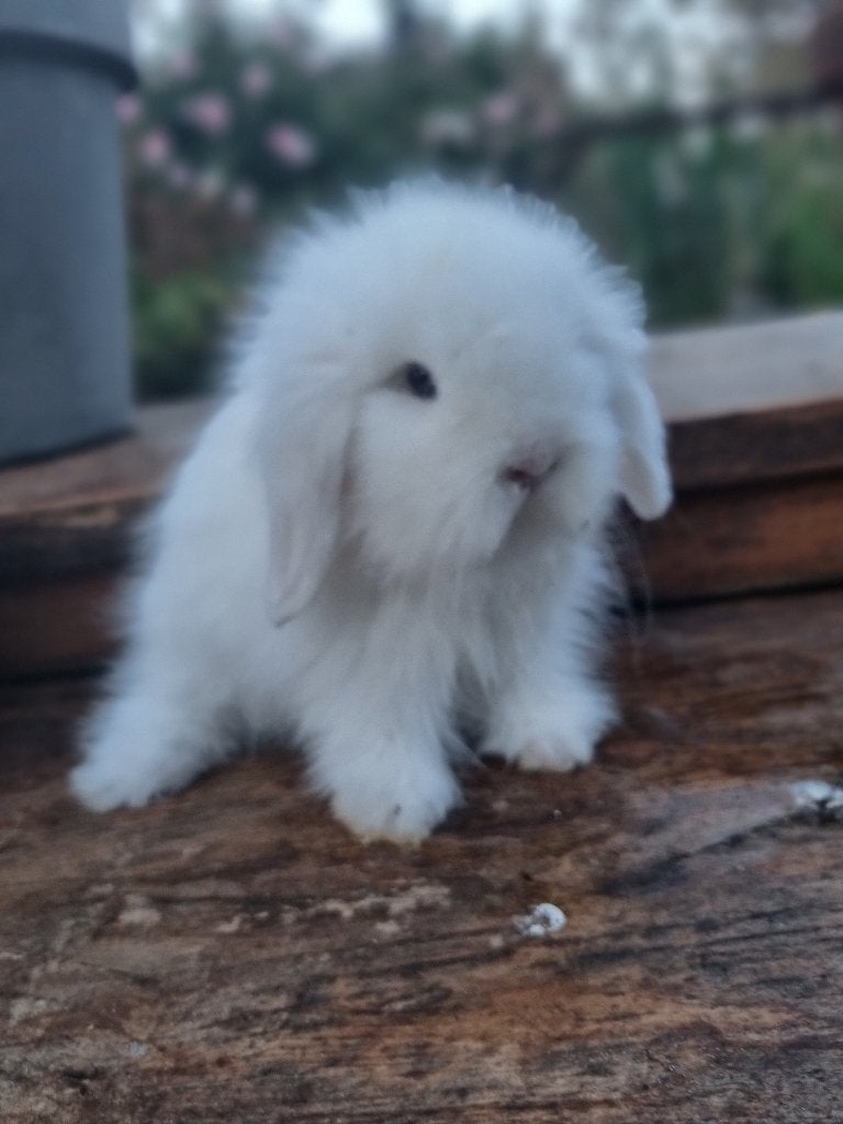 Teddywidder dwerghangoor baby konijntje, Dieren en Toebehoren, Konijnen, Mannelijk, Dwerg