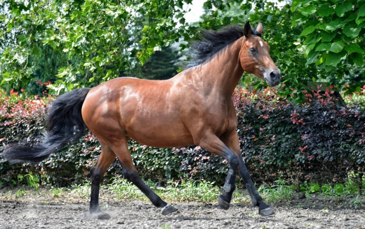 Allround merrie, Dieren en Toebehoren, Paarden, Merrie, 165 tot 170 cm, 11 jaar of ouder, Recreatiepaard