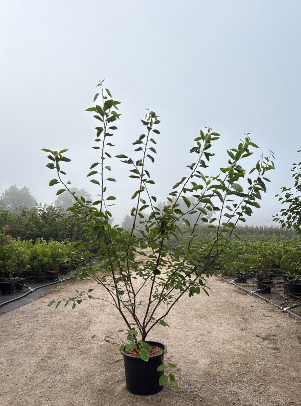 Amelanchier lamarckii 🍀 (krentenboom) meerstam, Ophalen, Overige soorten