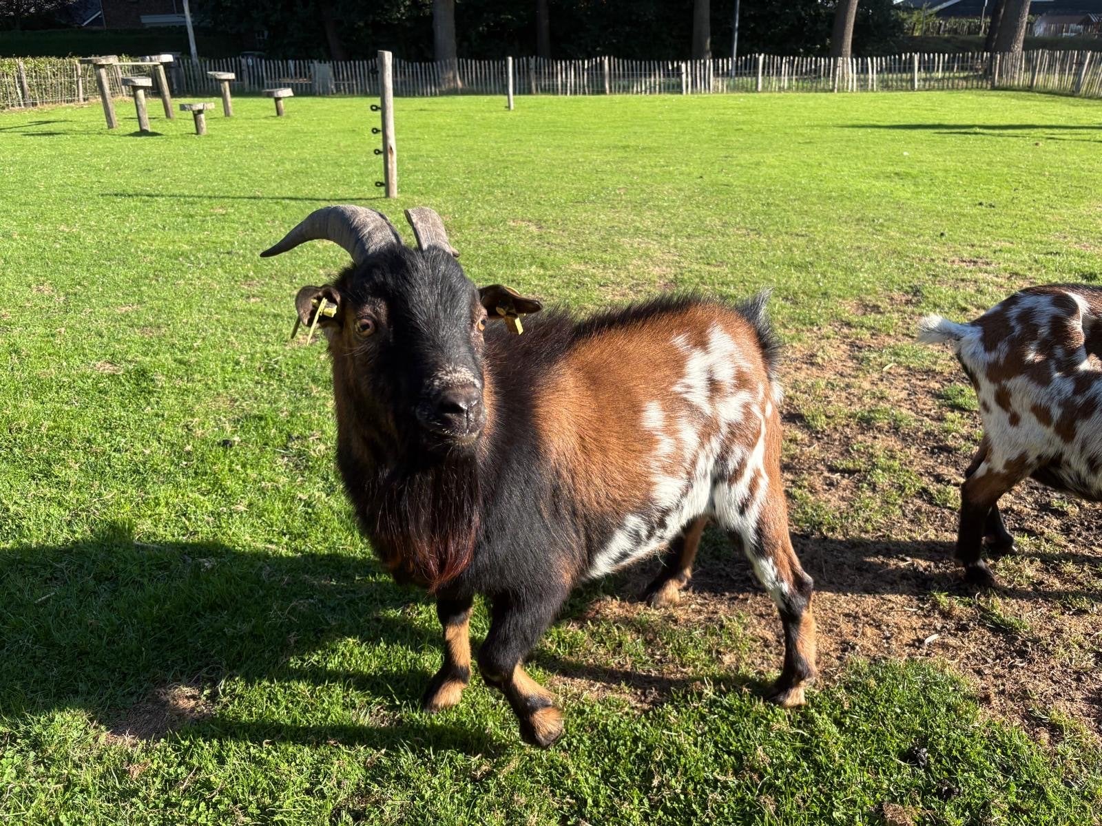 Lieve tamme bok, Mannelijk, Geit, 0 tot 2 jaar