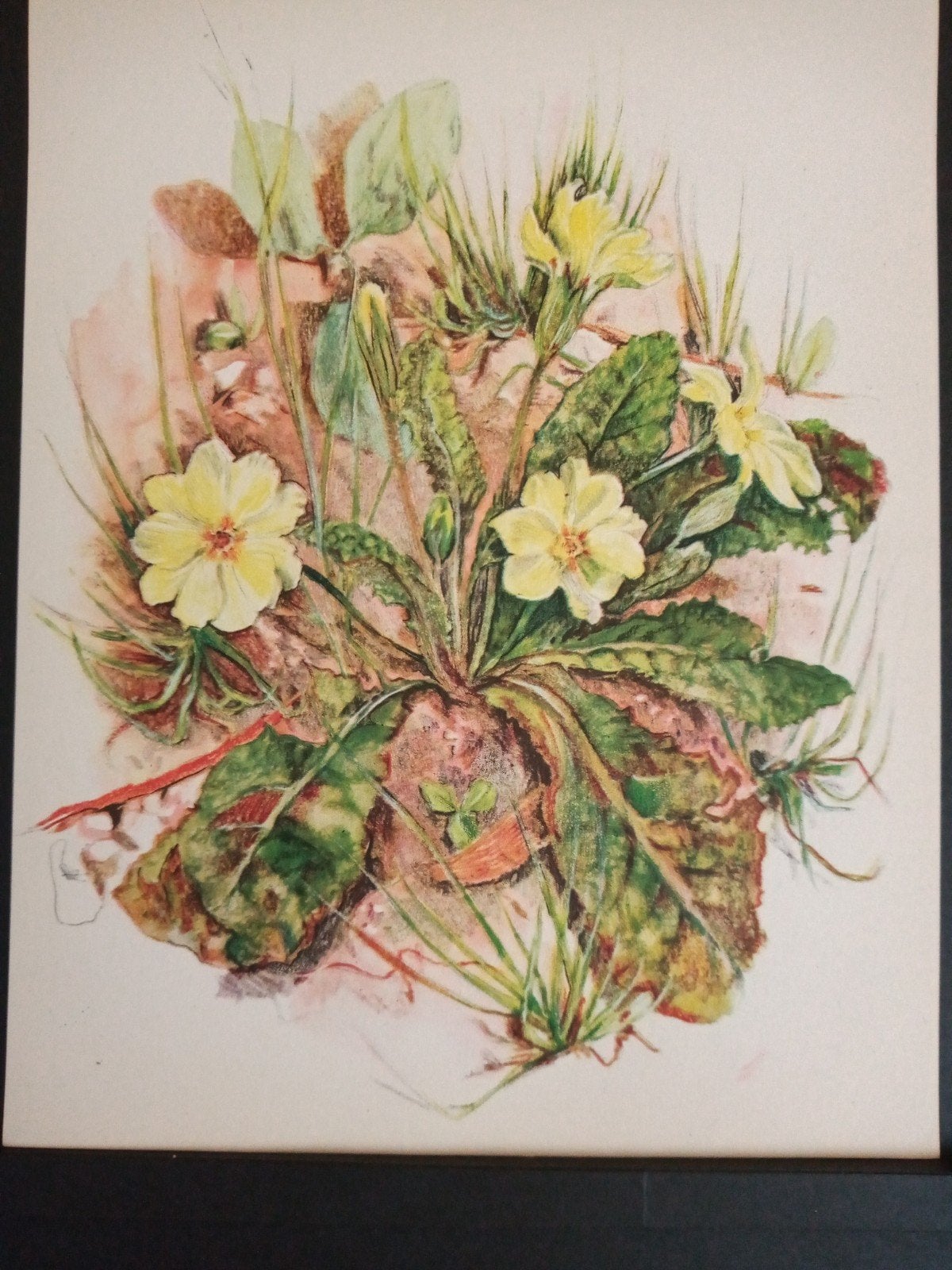 Botanische prent Primula verder zie omschrijving getekend, Verzamelen, Natuur, Ophalen of Verzenden, Zo goed als nieuw, 1940 tot 1960