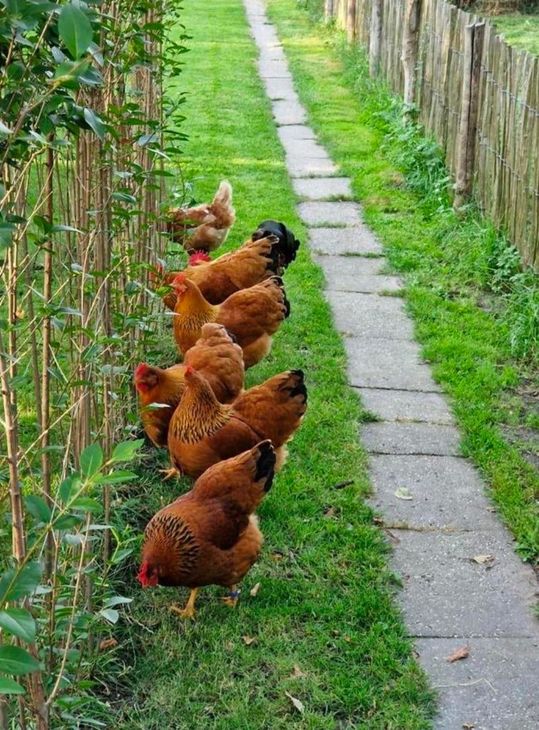 Broedeieren de New Hampshire kip groot ras, Dieren en Toebehoren, Pluimvee, Geslacht onbekend, Kip