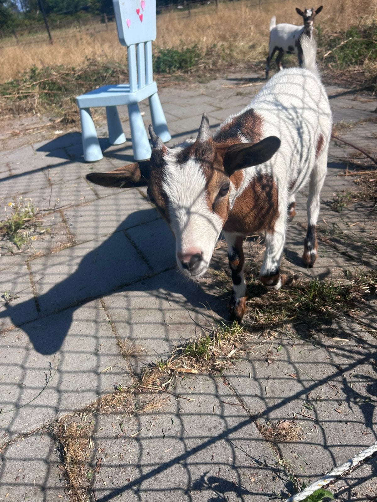 Twee geitjes 4,5 maand oud 30 euro per stuk, Dieren en Toebehoren, Vrouwelijk, Geit