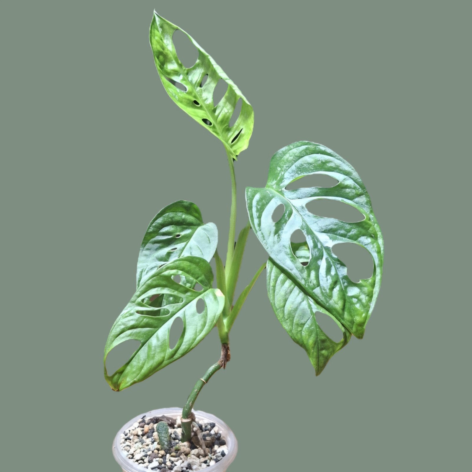 Monstera adansonii, Huis en Inrichting, Kamerplanten, Ophalen of Verzenden, Halfschaduw, Minder dan 100 cm