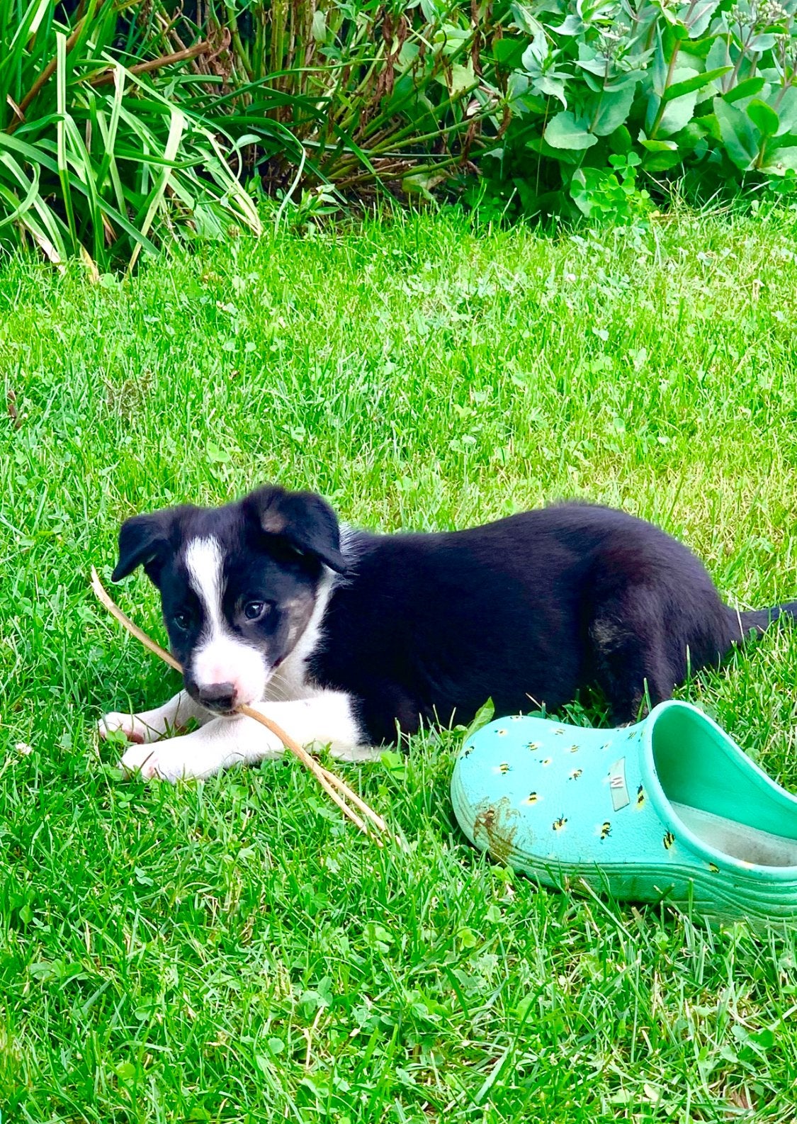 Schattige Bordercolliepups te koop, Dieren en Toebehoren, Honden | Herdershonden en Veedrijvers, Parvo, 8 tot 15 weken, Collie