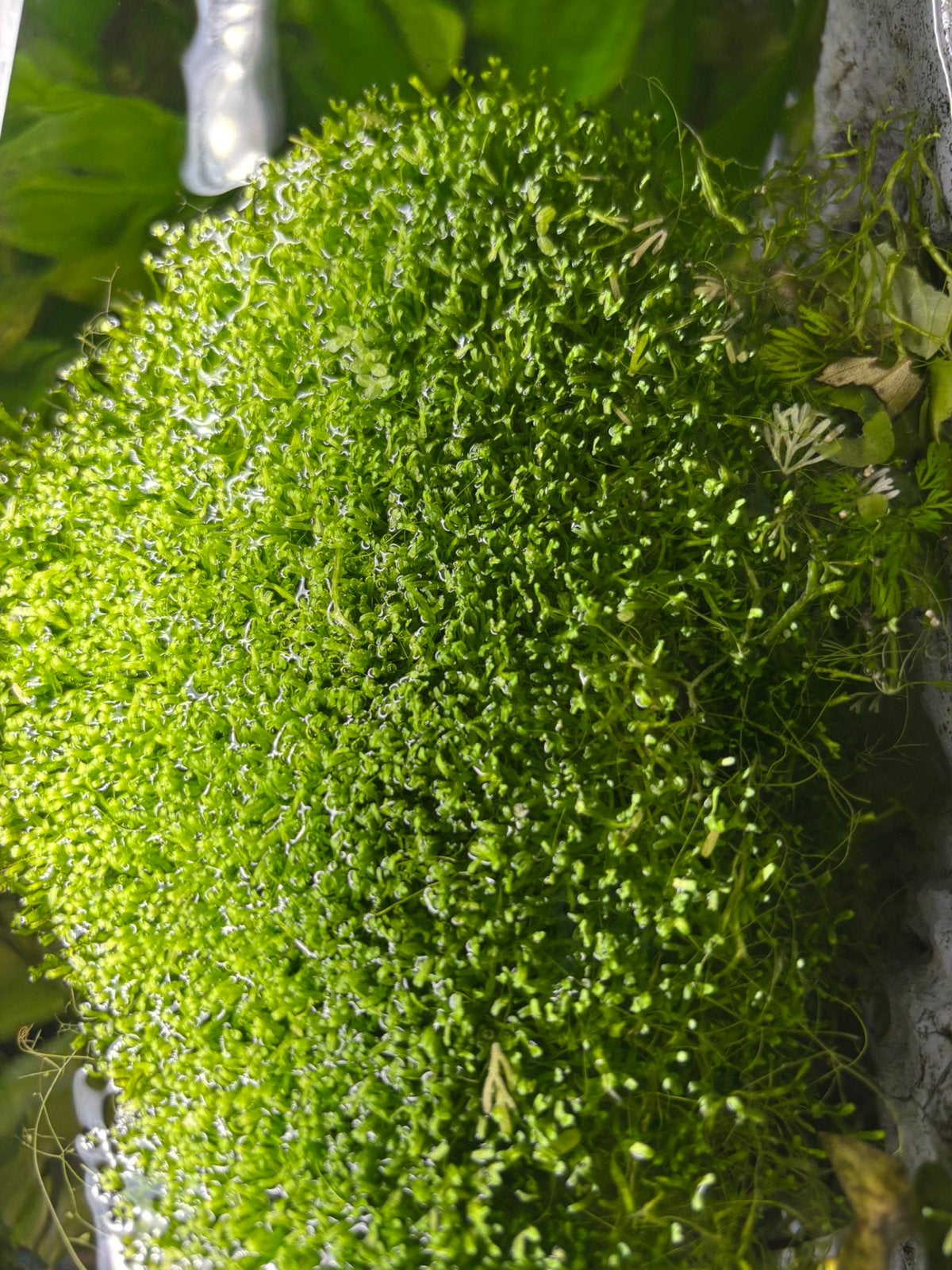 Riccia fluitans, Ophalen of Verzenden, Zo goed als nieuw, Plant(en), Steen of Hout