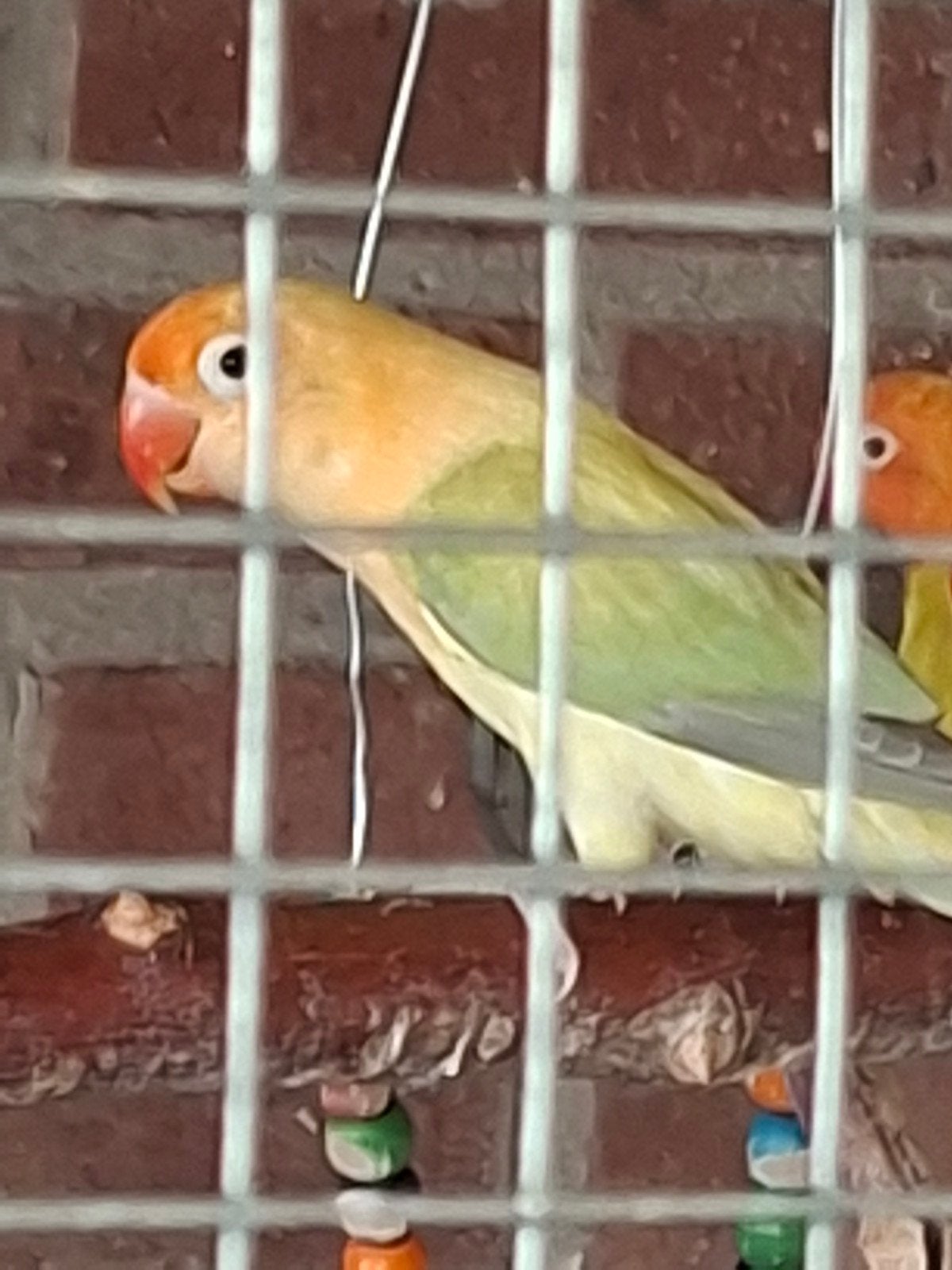 fischeri turquise opaline dilute pop, Dieren en Toebehoren, Vrouwelijk, Dwergpapegaai of Agapornis, Geringd