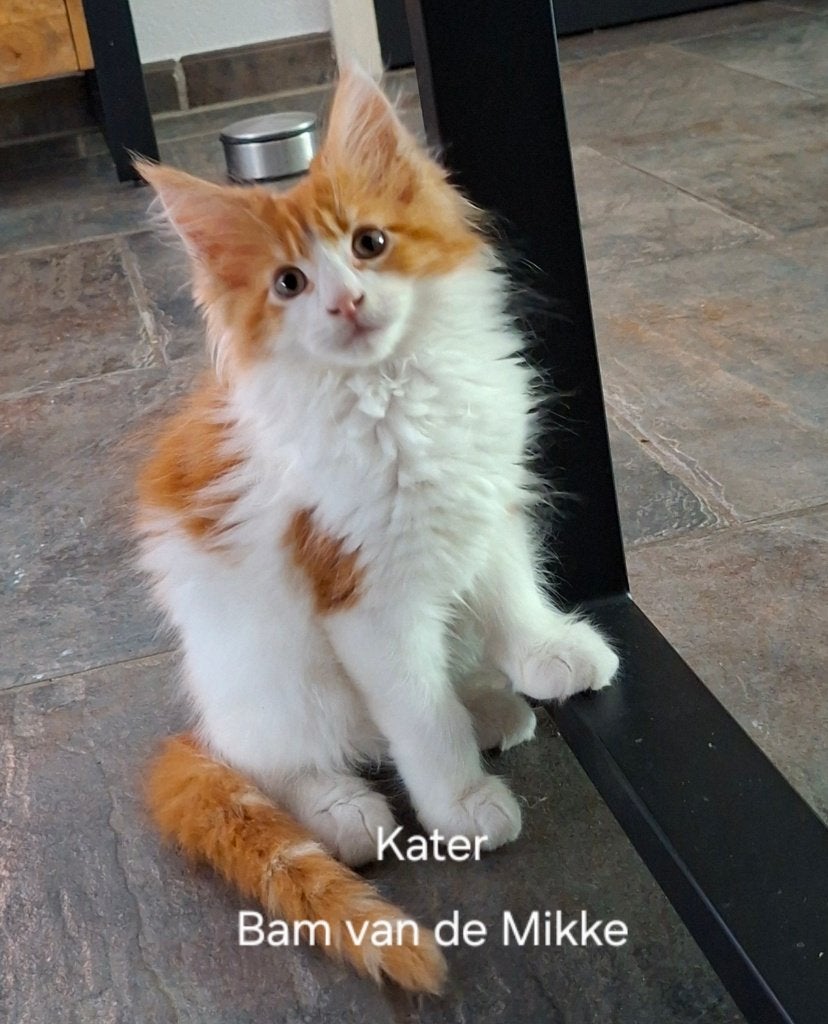 Maine coon kittens met stamboom, Dieren en Toebehoren, Katten en Kittens | Raskatten | Langhaar, Meerdere dieren, Met stamboom