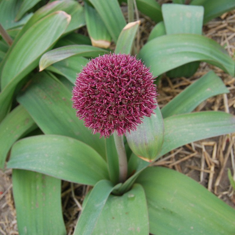 Allium bollen, Ophalen of Verzenden, Volle zon